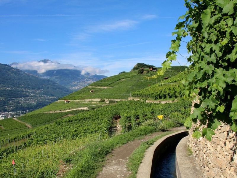 vignoble vignoble
