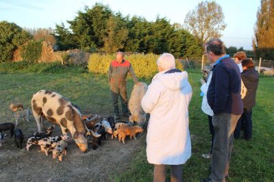 élevage bio de porcs