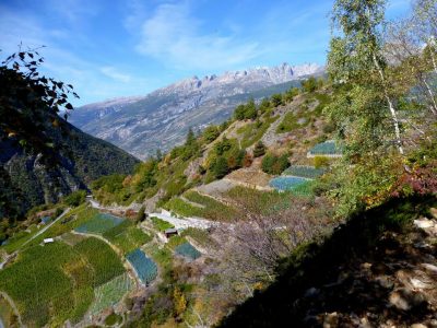 cultures du valais suisse